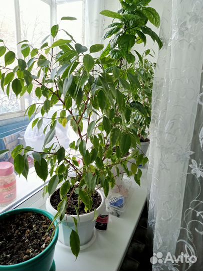 Фикус бенджамина