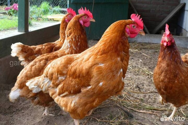 Куры несушки