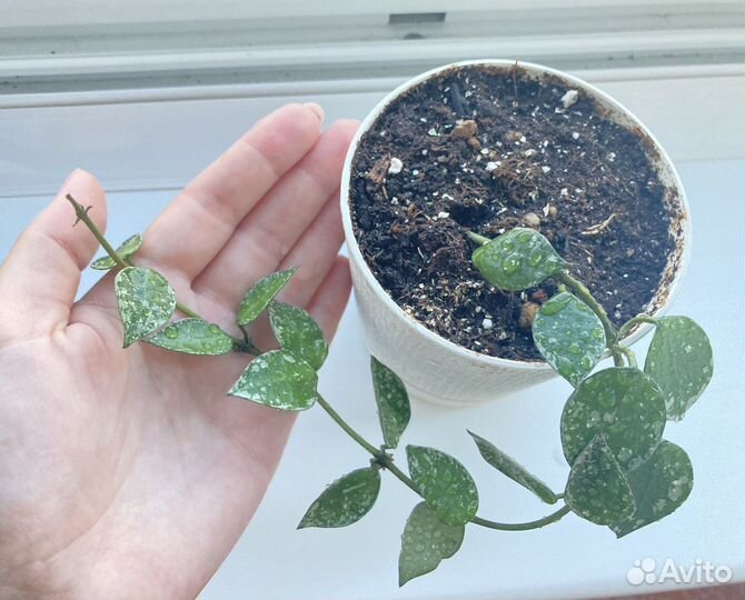 Хойя крохниана сплэш