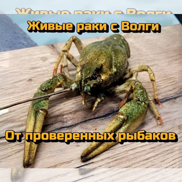 Волжские раки от проверенных рыбаков