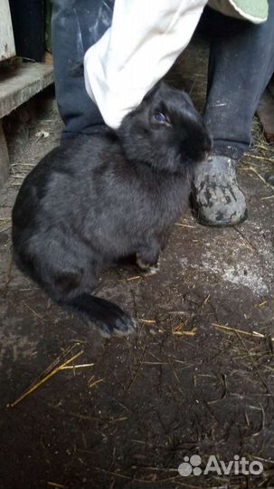 Продам кроликов