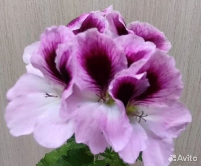 Королевская пеларгония