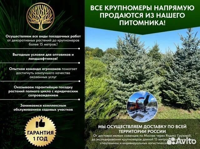 Ель обыкновенная