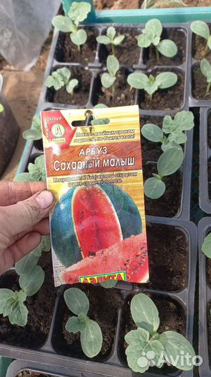 Рассада арбуз и дын
