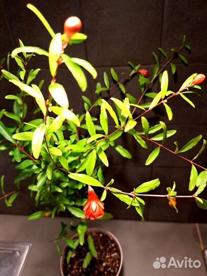 Гранат комнатный нано