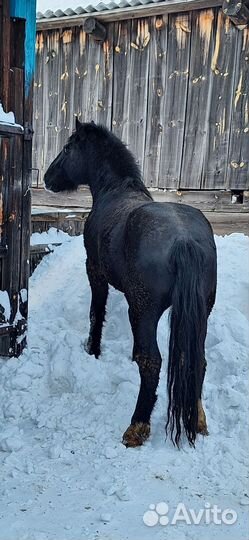 Жеребец тяжеловоз