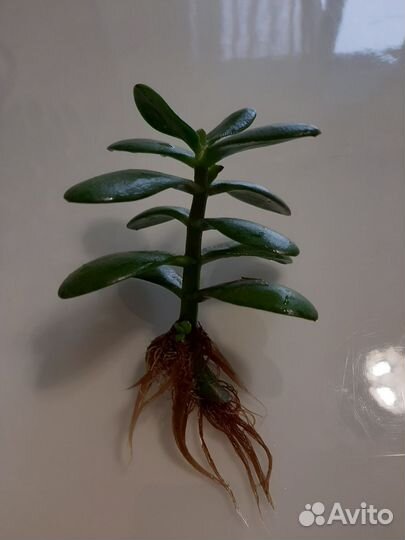 Красула толстянка