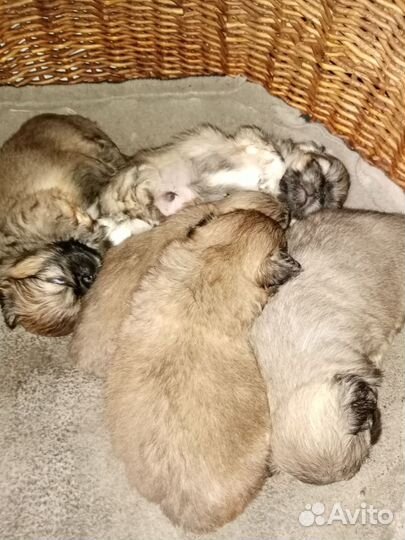 Щенки пекинеса