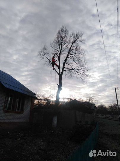 Профессиональный Спил деревьев, расчистка участков