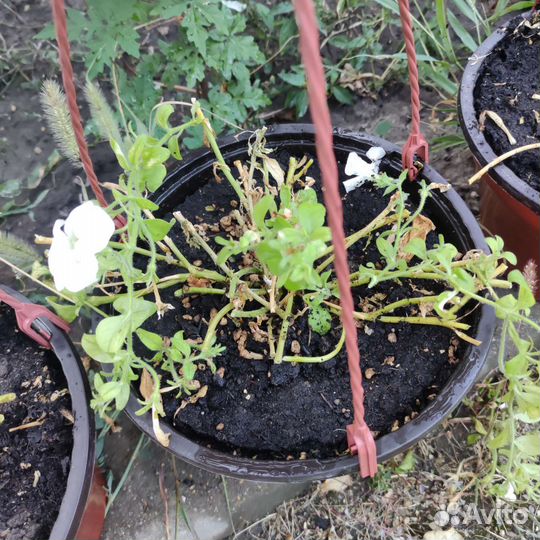 Кашпо подвесной 8 горшков на семена