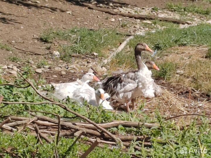 Гуси Ленточные, Курчавые, Севастопольские