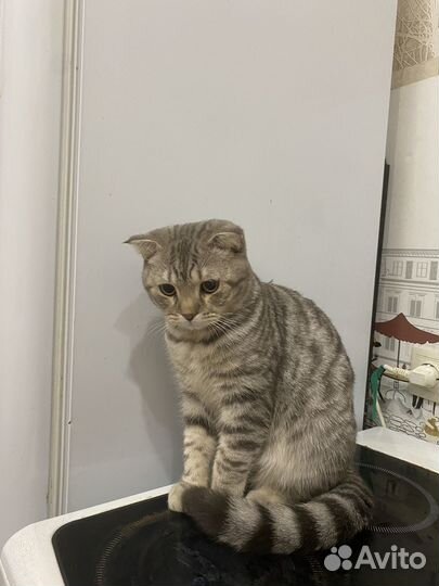 Отдам кота в добрые руки