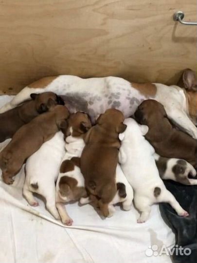 Французский бульдог