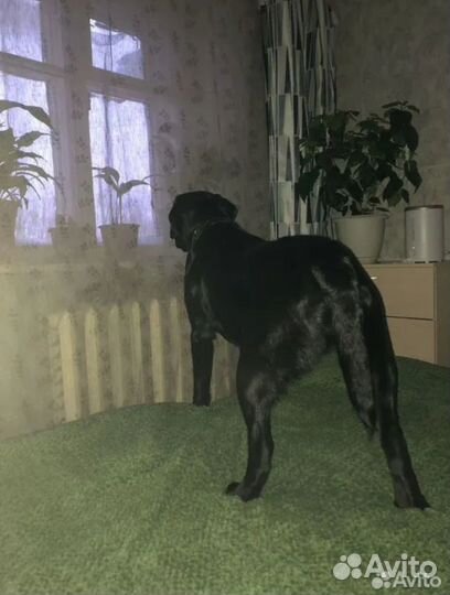 Отдам в добрые руки лабрадора