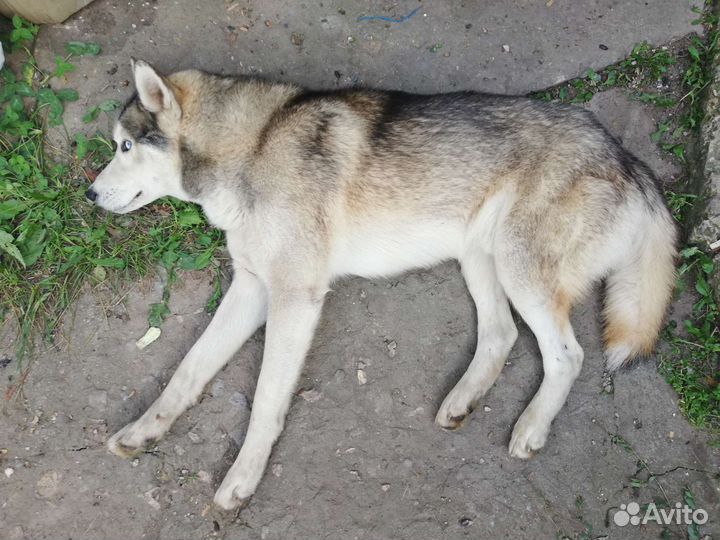 Собака в добрые руки