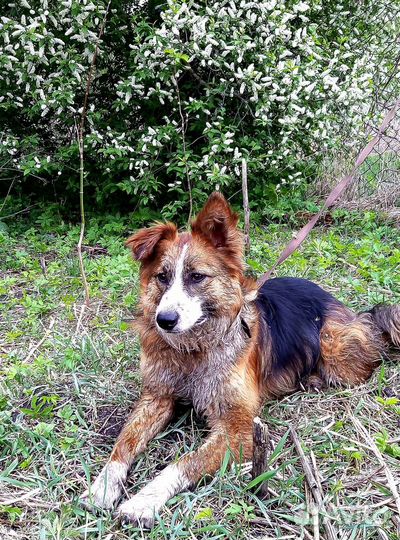 Собака в добрые руки