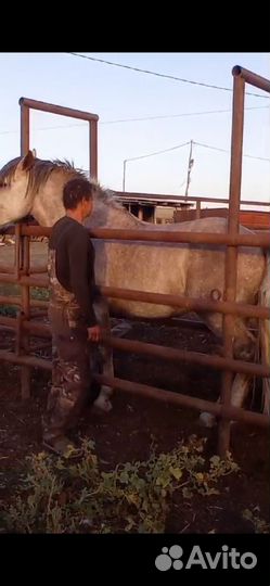 Продам жеребца