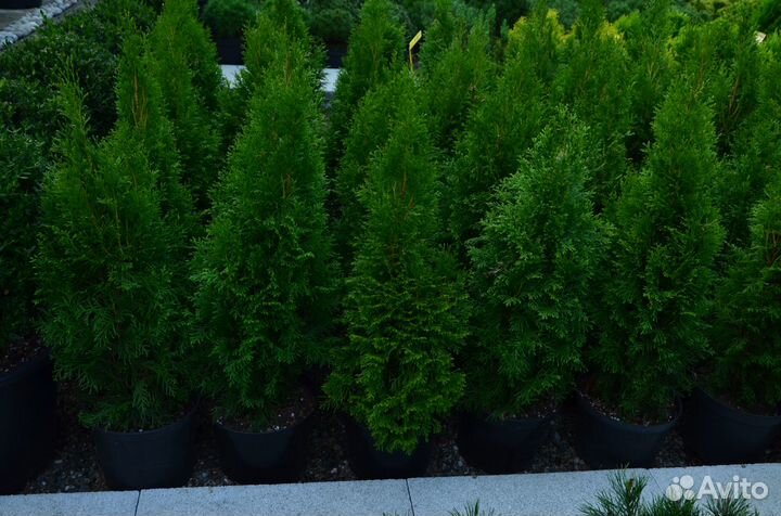 Туя западная смарагд высокая приживаемость