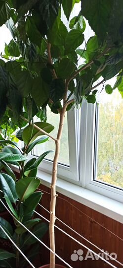 Продам Гибискус (китайская роза) домашний цветок