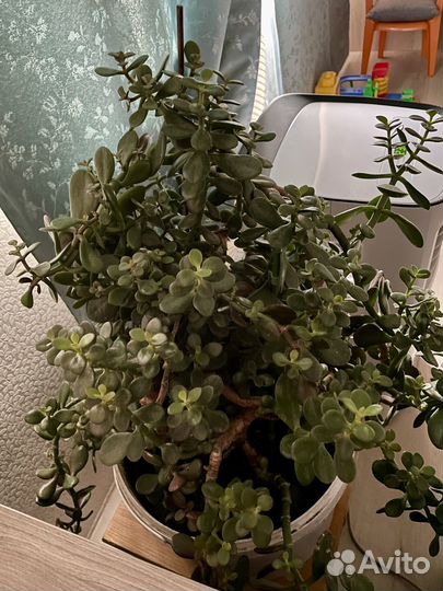 Денежное дерево (Толстянка, Крассула)