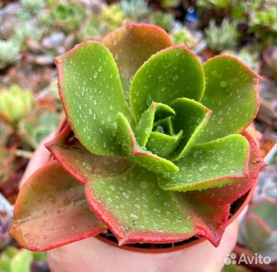 Эониум, aeonium, суккуленты, растения. 15 сортов