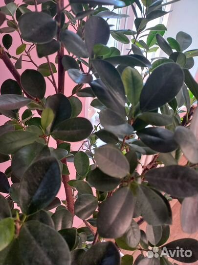 Фикус формоза
