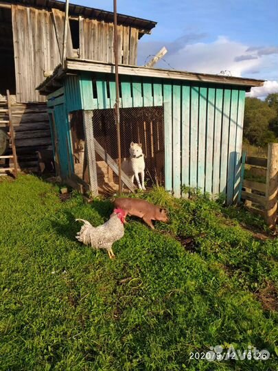 Западно сибирская лайка