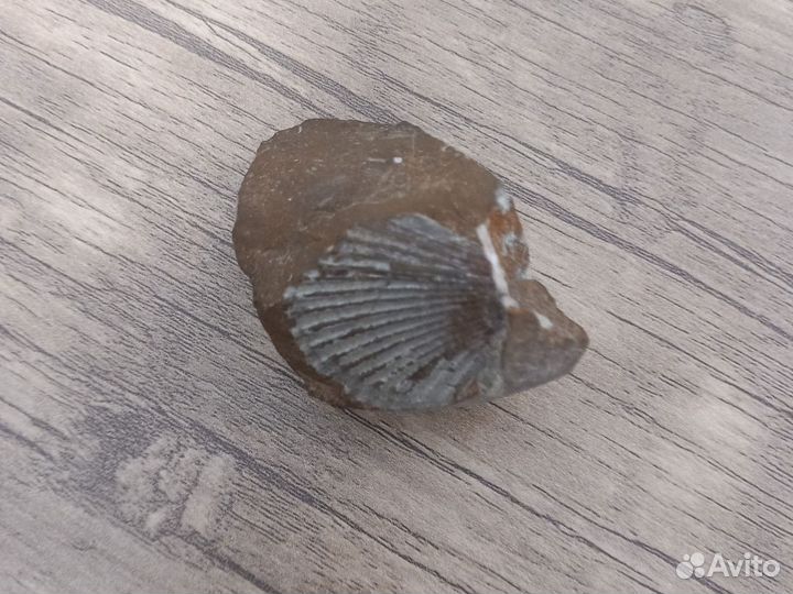 Аммонит ракушка