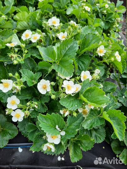 Рассада крупноплодной клубники