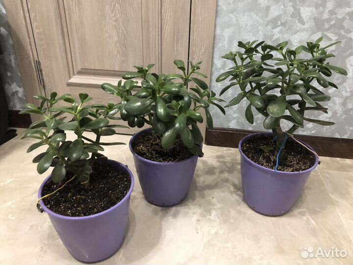 Комнатные растения.Толстянка