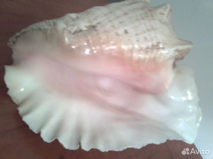 Ракушка Куба океаническая морская