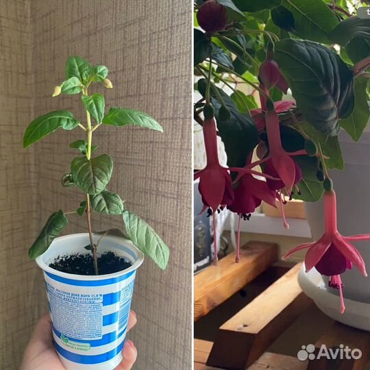 Фуксия рассада