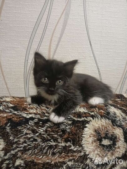 Кошка в дар бесплатно