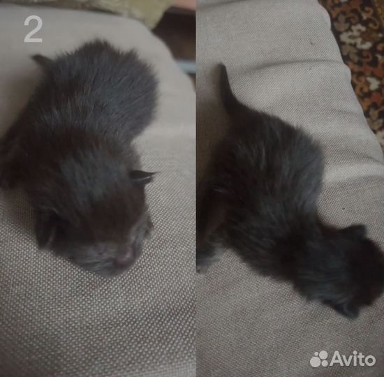 Отдаю котят 1.девочка2.мальчик Родились недавно