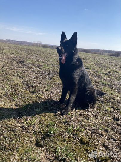 Немецкая овчарка вязка. Кобель 3 года
