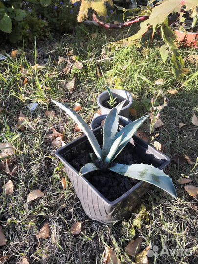 Редкие растения для сада