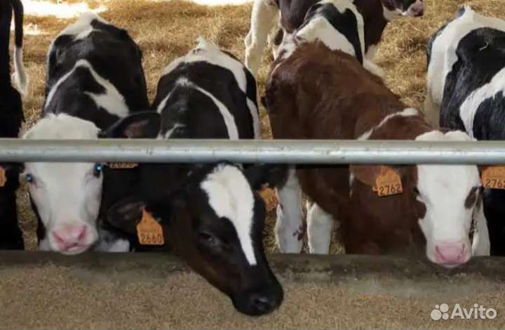 Бычки телята