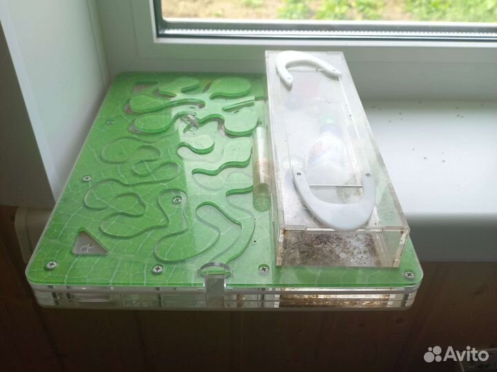 Муравьиная ферма с муравьями