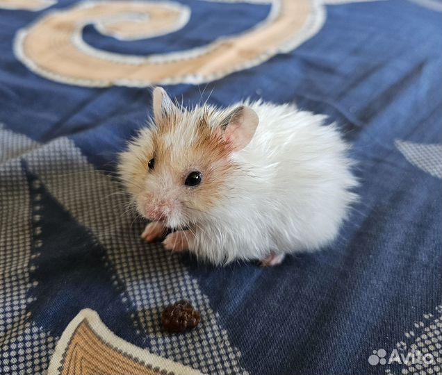 Ангорский хомячок Акакий