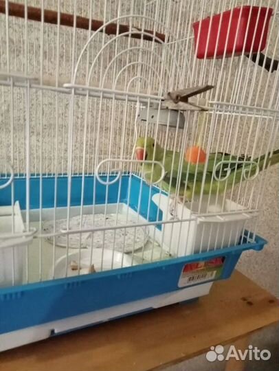 Ожереловый попугай