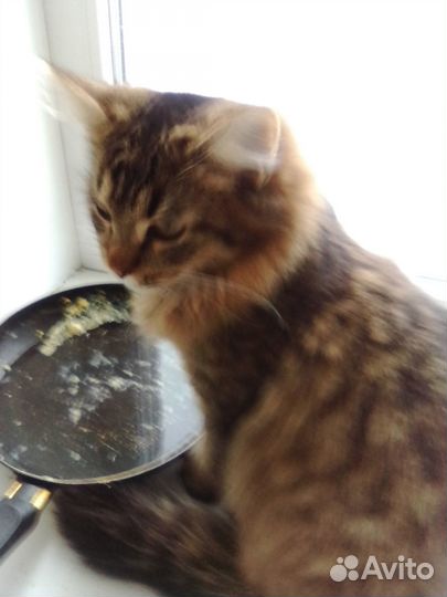 Котята ищут дом