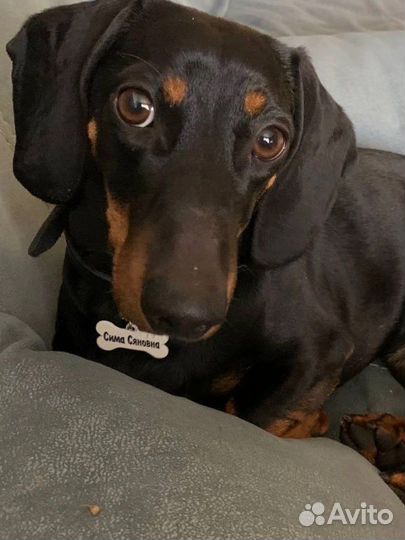 Адресники для питомцев собак кошек