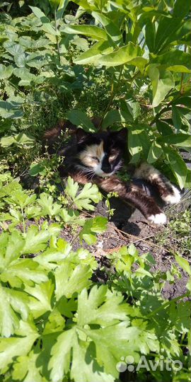 Продам боровка