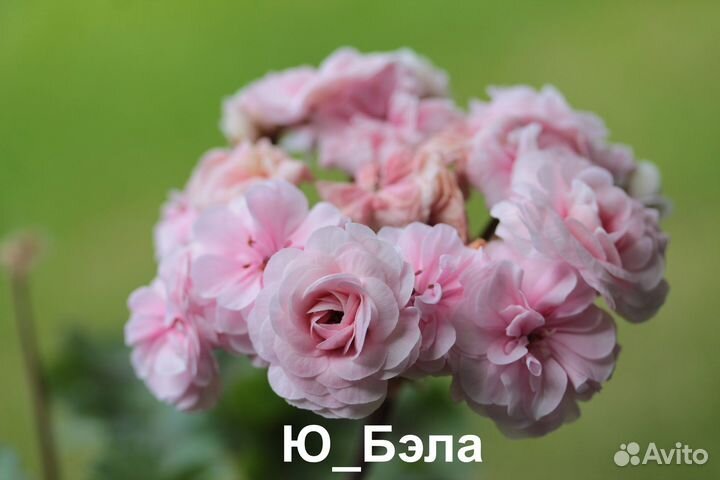 Пеларгонии - розебуды, зонартики, тюльпанки