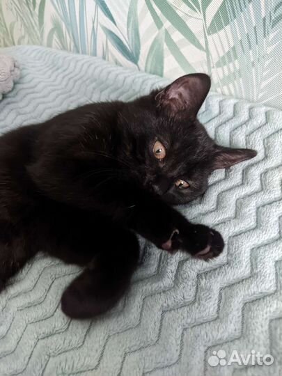 Кошка в дар