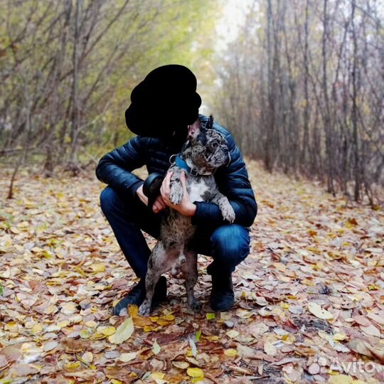 Французский бульдог вязка