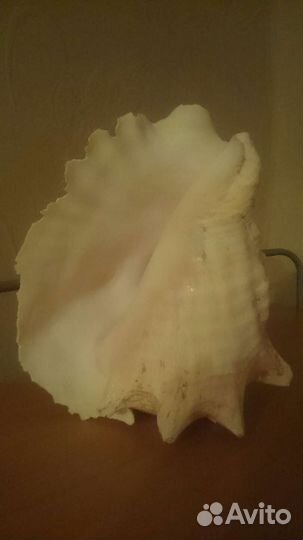 Ракушка морская большая