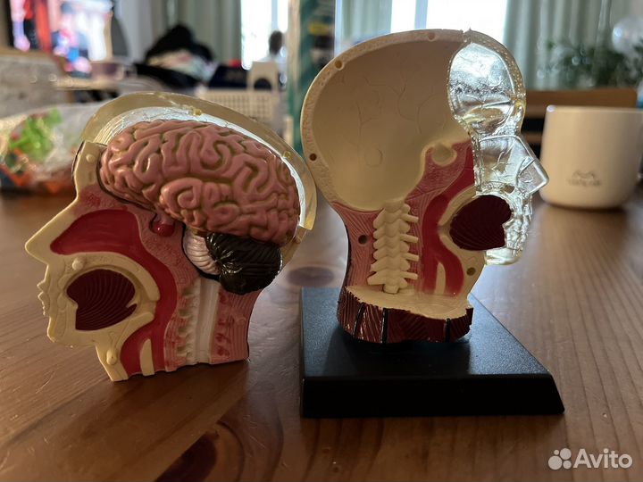 Макет черепа