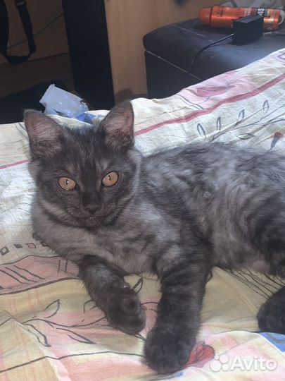 Британский котенок