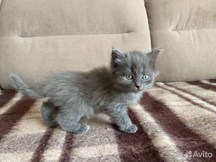 Котята бесплатно